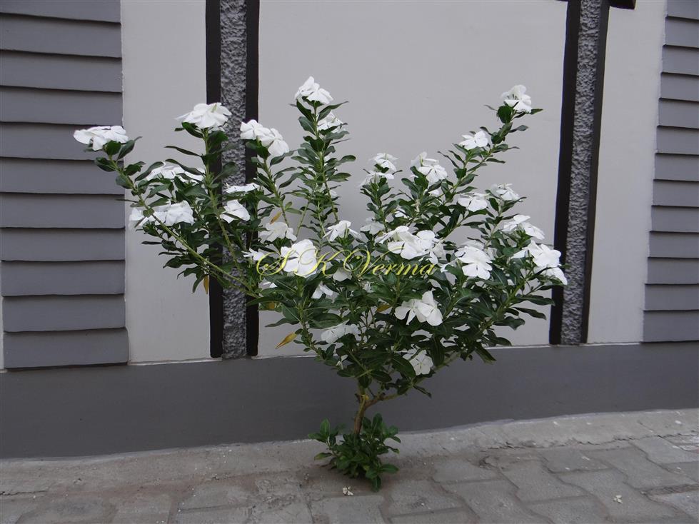  Flowering plant